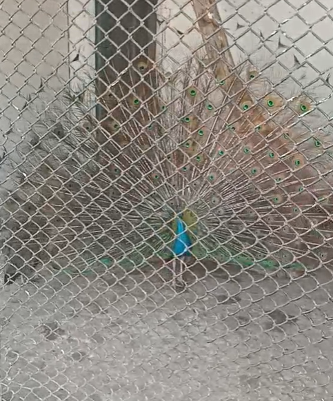 الطاووس يرسم لوحة جميله