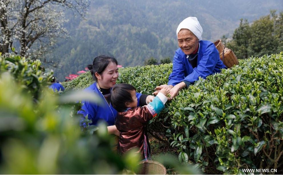 حصاد الشاى الصينى.. موسم قطاف أوراق مزاج التنين (5)