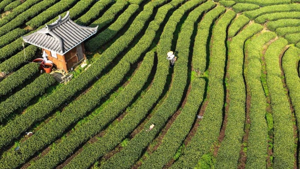 حصاد الشاى الصينى.. موسم قطاف أوراق مزاج التنين (2)