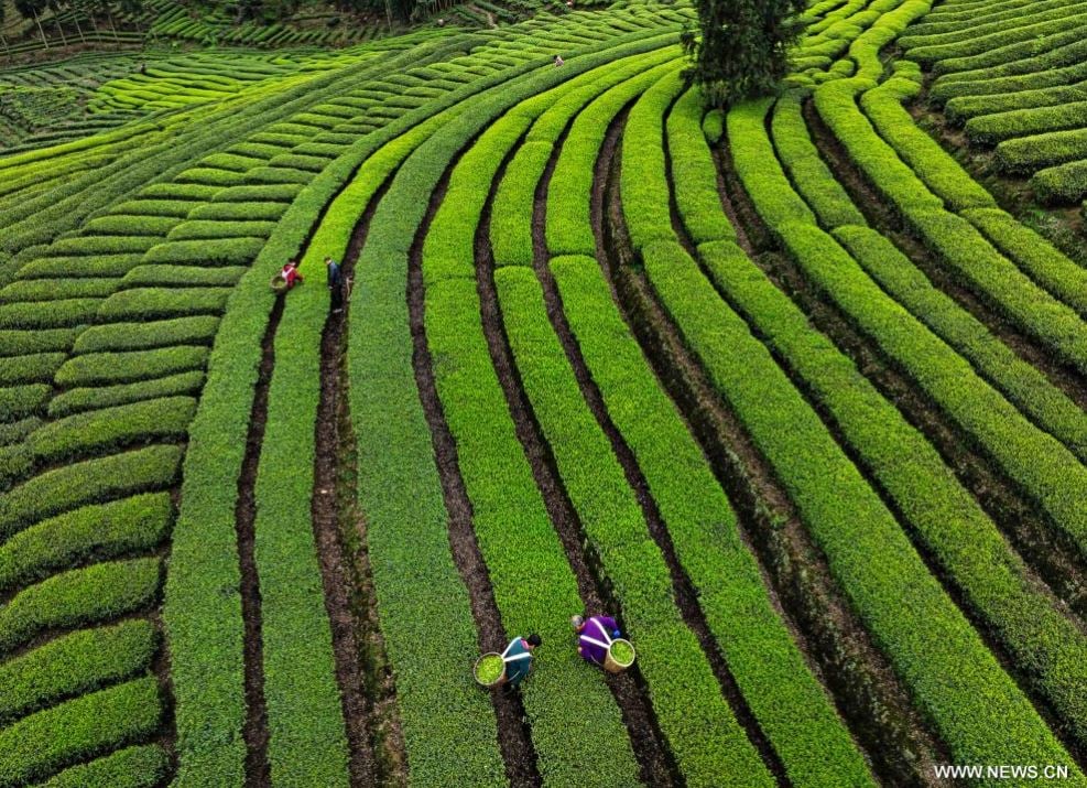 حصاد الشاى الصينى.. موسم قطاف أوراق مزاج التنين (3)