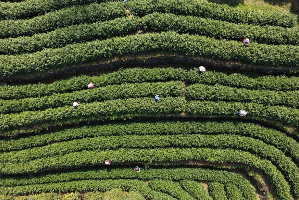 حصاد الشاى الصينى (1)