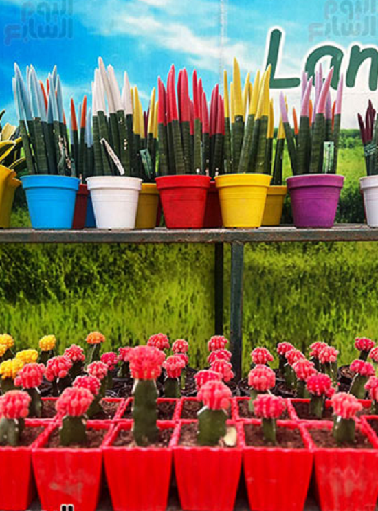 معرض الزهور ـ أرشيفية