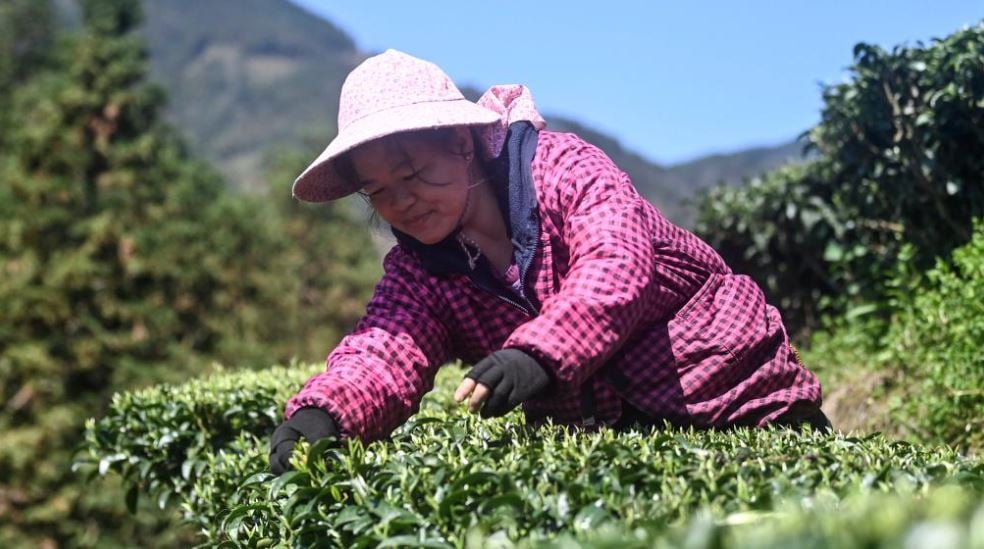 حصاد الشاى الصينى.. موسم قطاف أوراق مزاج التنين (1)