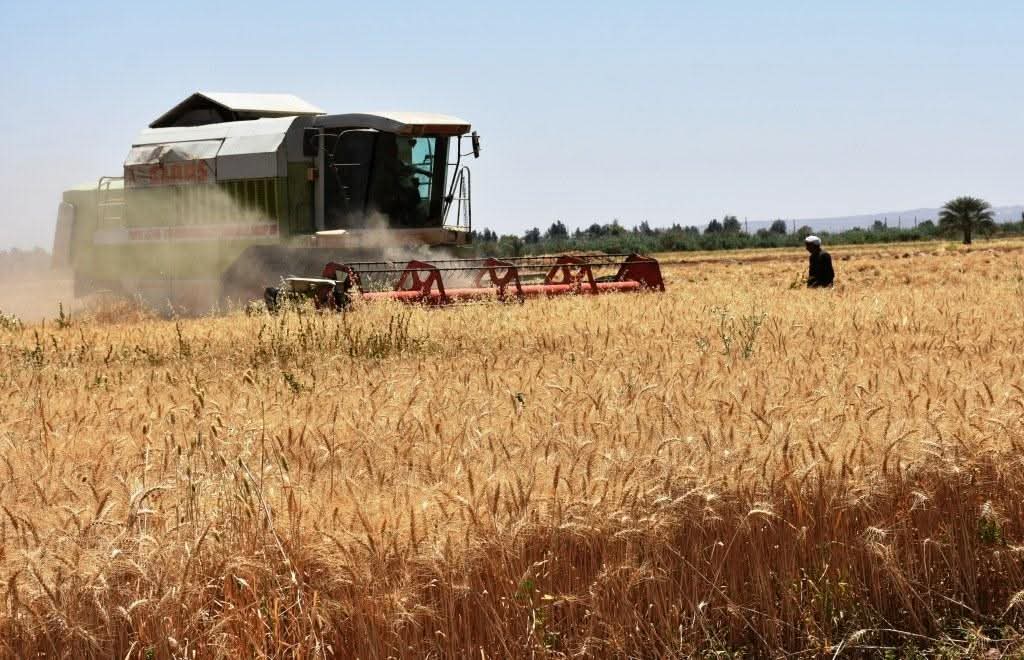 موسم حصاد الذهب الأصفر موسم حصاد الذهب الأصفر