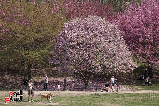 الربيع فى مدينة نيويورك