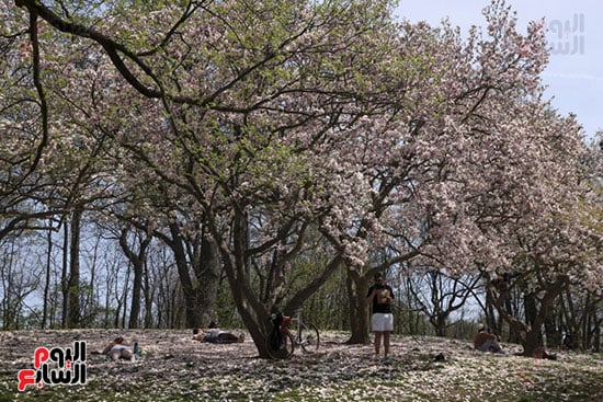 أجواء الربيع فى أمريكا