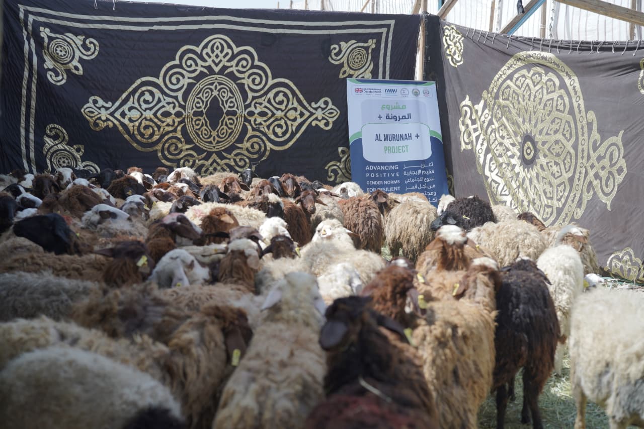 تربية الخراف