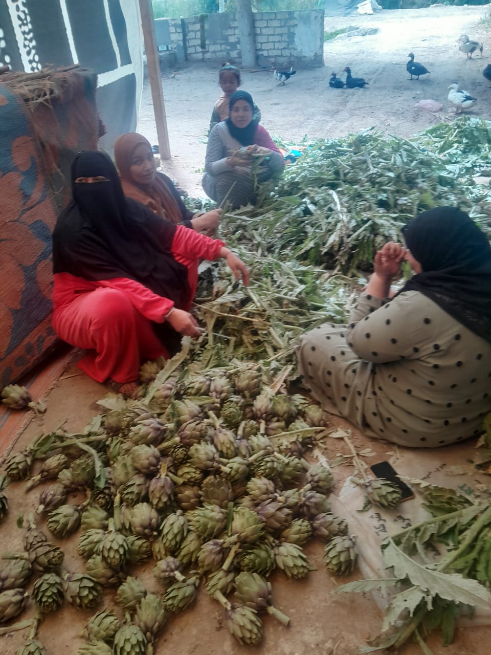 النساء خلال مشروع الخرشوف