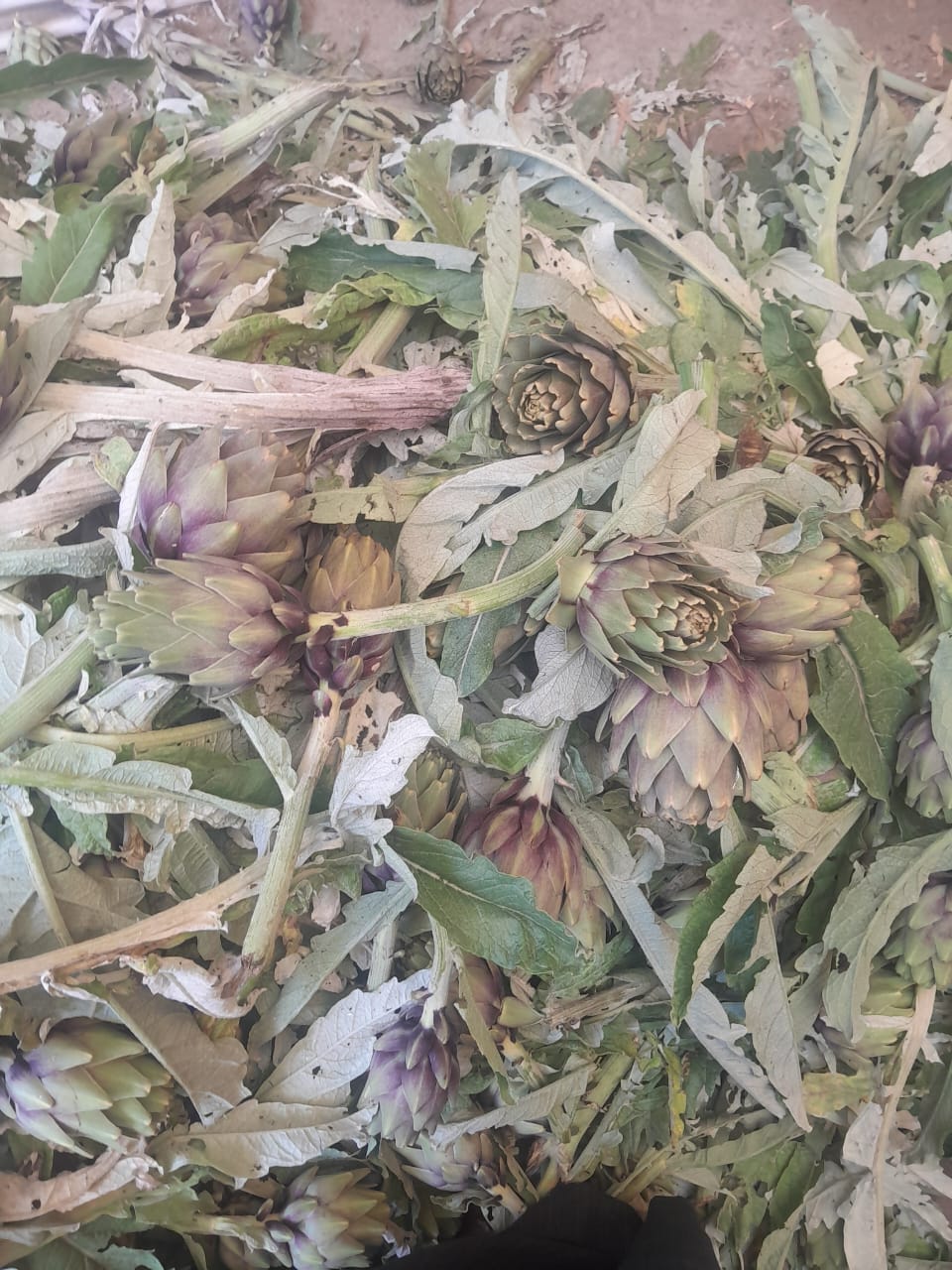 الخرشوف خلال تجهيزه