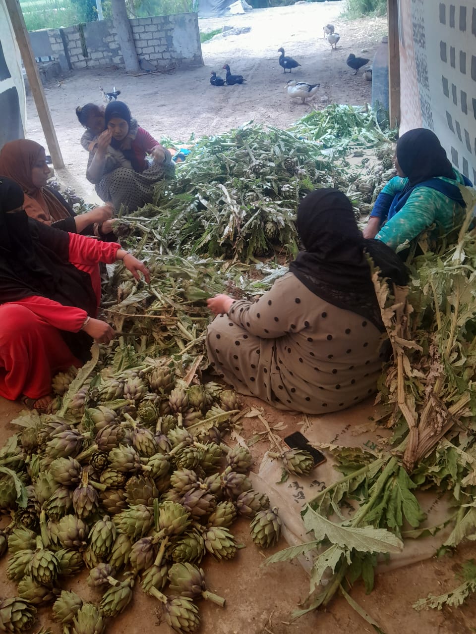 النساء خلال تجهيز محصول الخرشوف