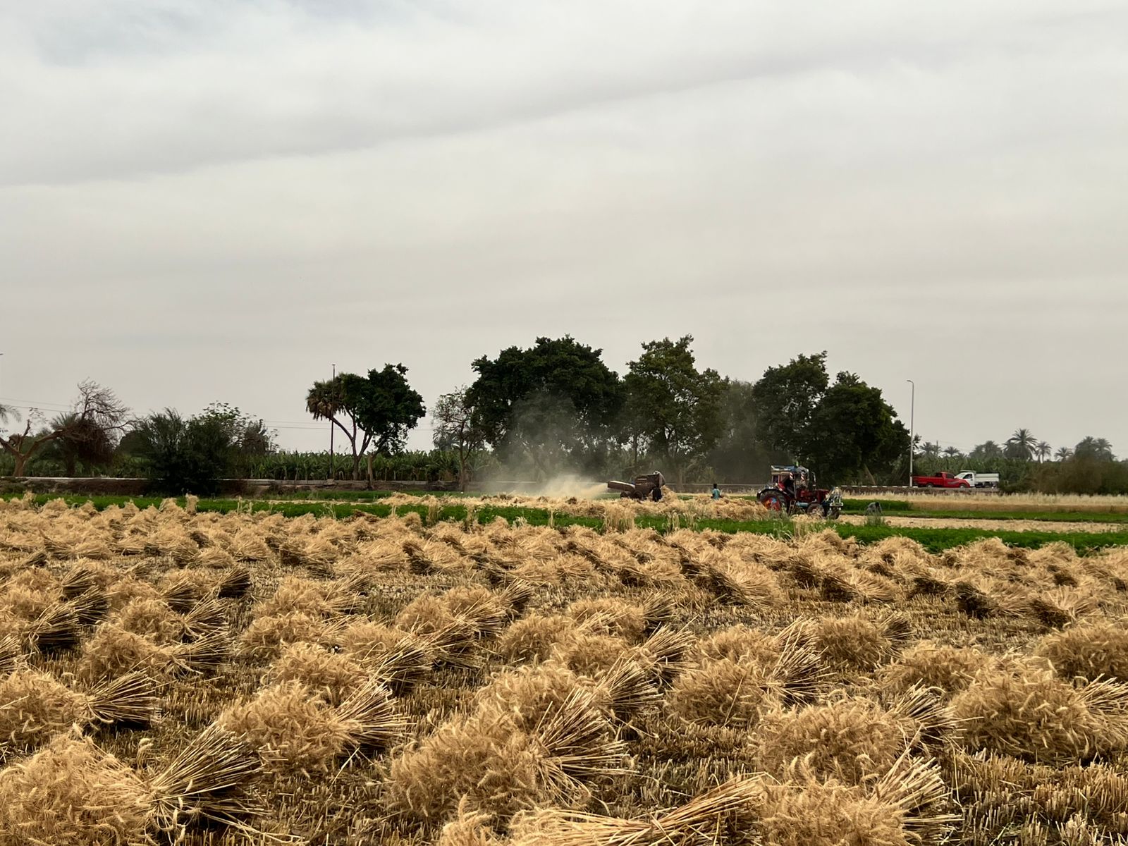 حصاد القمح بقنا