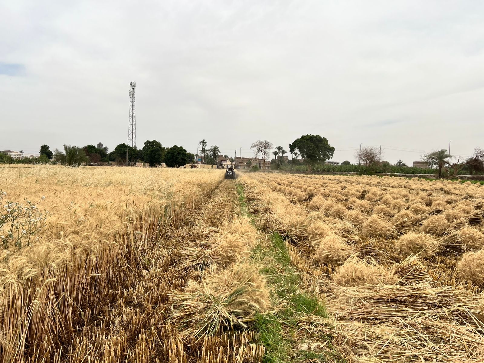 الحصاد بقنا 