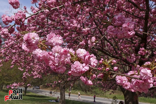 زهور الربيع تتفتح فى نيويورك
