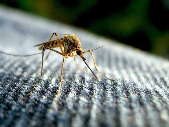 طرق التخلص من البعوض