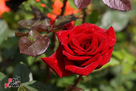 افتتاح معرض الزهور (34)