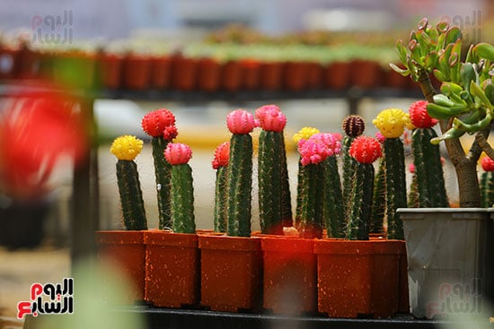 افتتاح معرض الزهور (42)