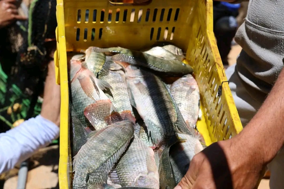 باكورة انتاج اسماك البلطي بالوادى الجديد