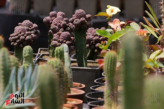 افتتاح معرض الزهور (40)