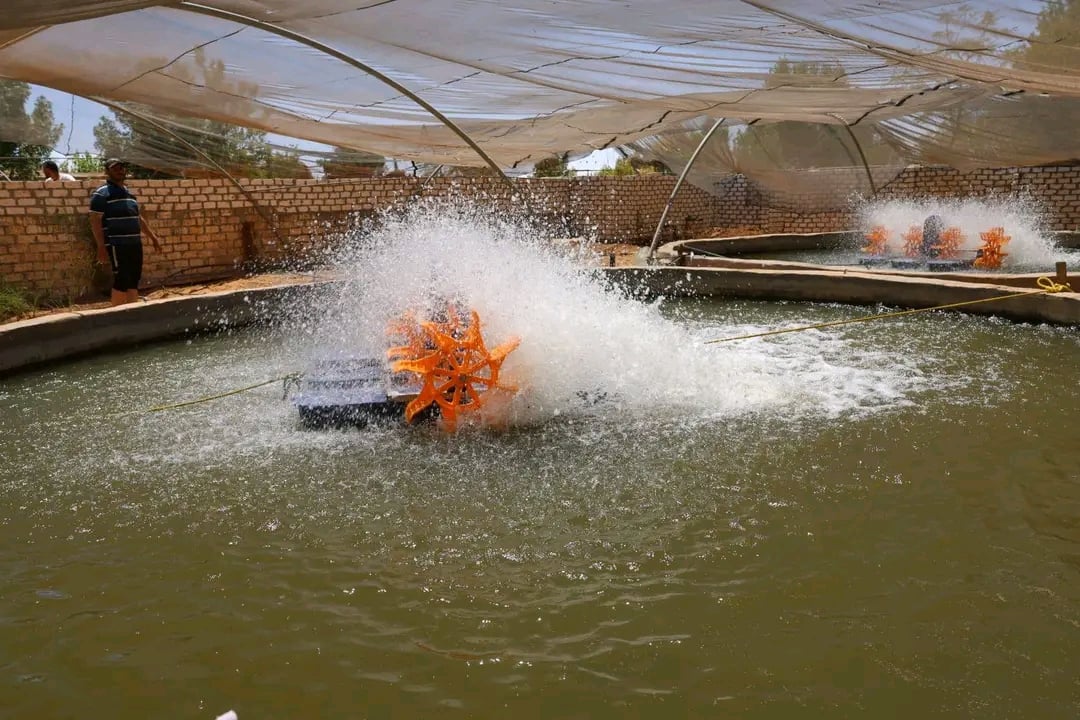 احد احواض الزراعات السمكية