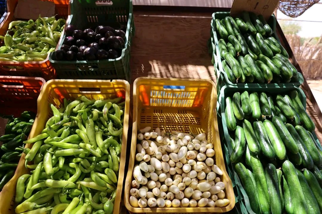 الخضروات الطازجة من الصوب الزراعية بالداخلة