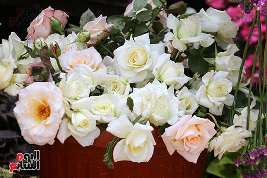 افتتاح معرض الزهور (35)