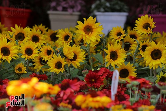 افتتاح معرض الزهور (29)