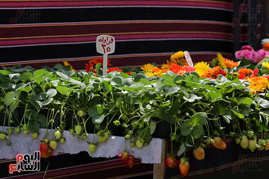 افتتاح معرض الزهور (32)