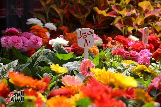 افتتاح معرض الزهور (33)