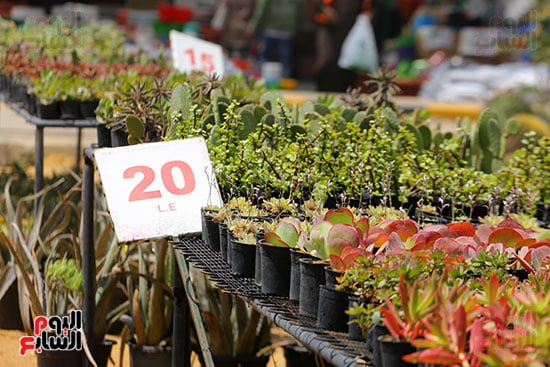 افتتاح معرض الزهور (41)