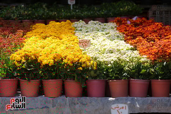 افتتاح معرض الزهور (31)