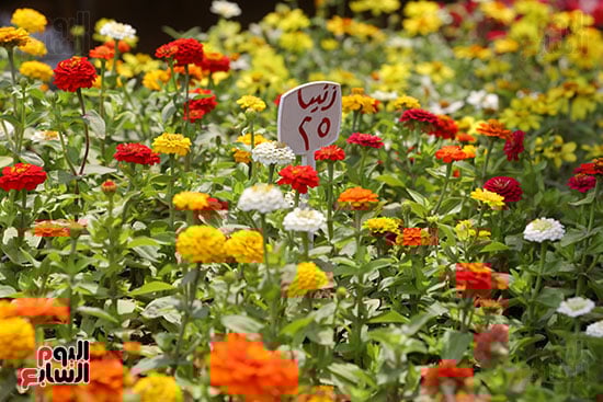 افتتاح معرض الزهور (30)