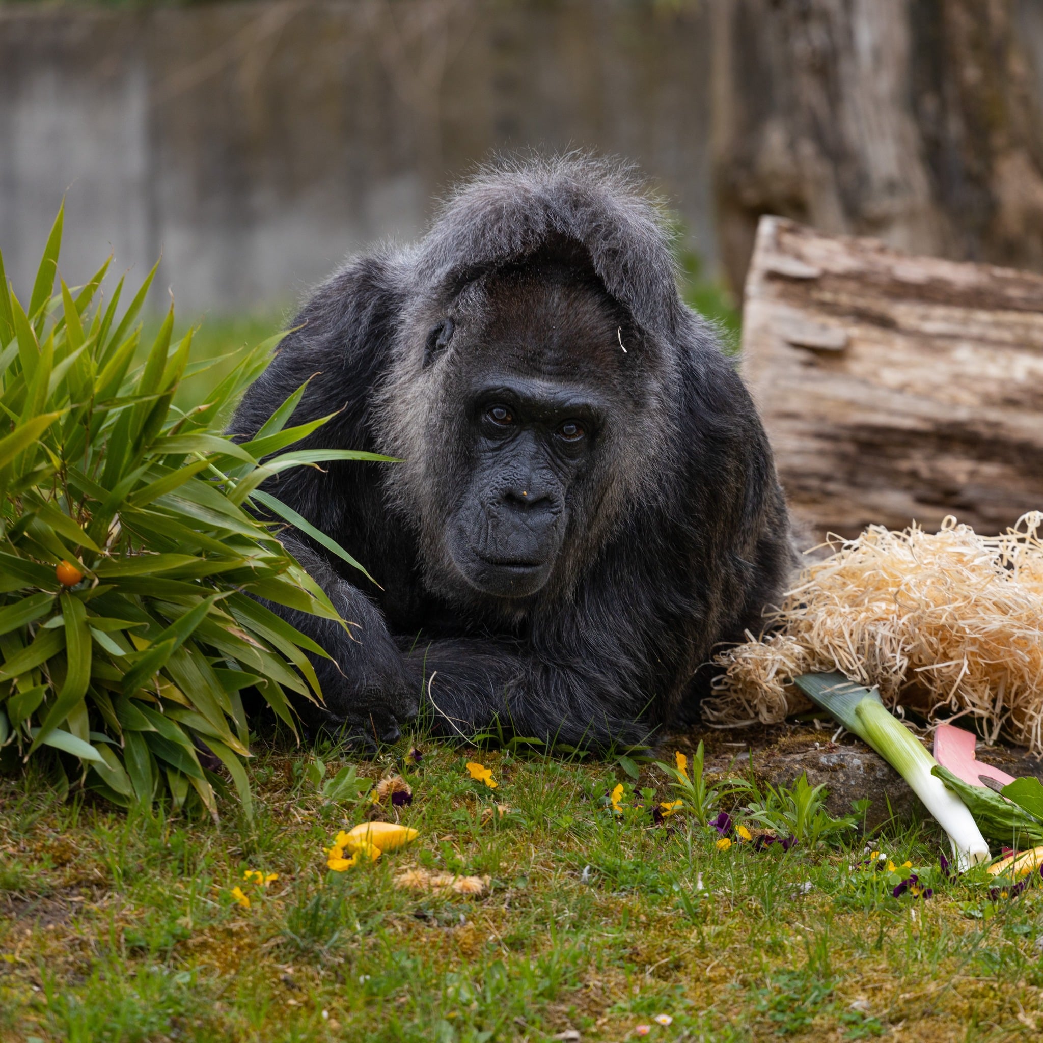 الغوريلا فاتو
