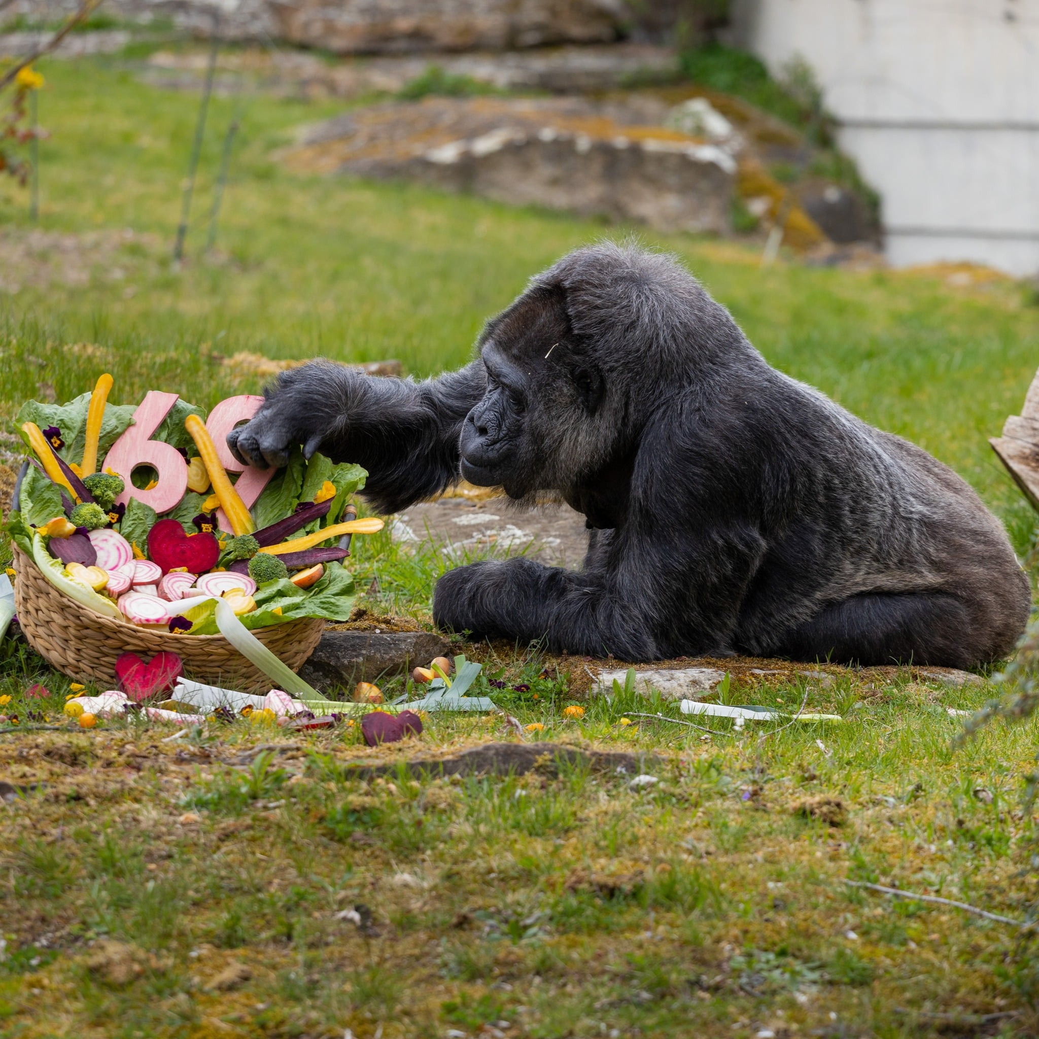 الغوريلا فاتو تحتفل بـ69 عاما