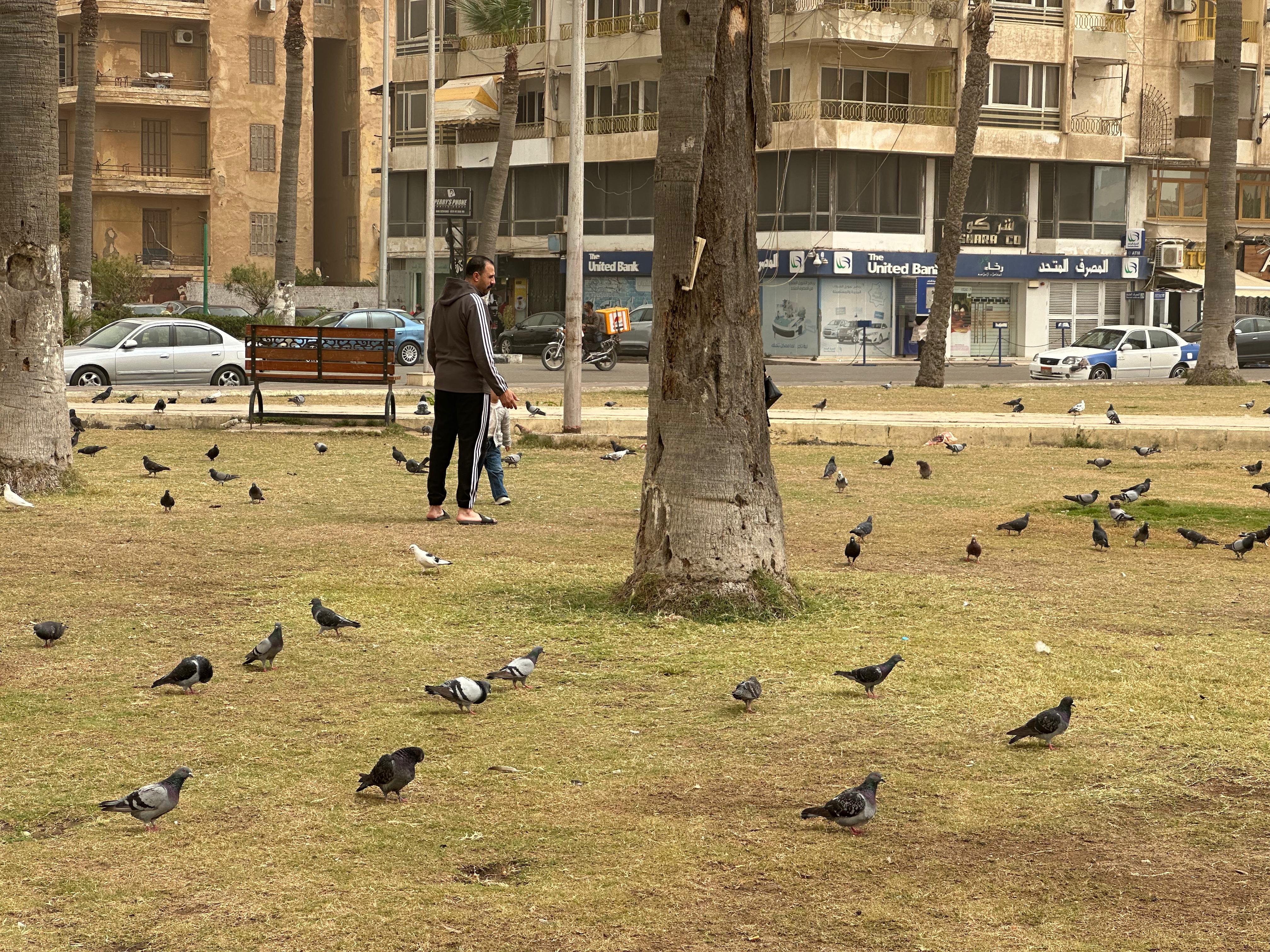 لعب مع الحمام