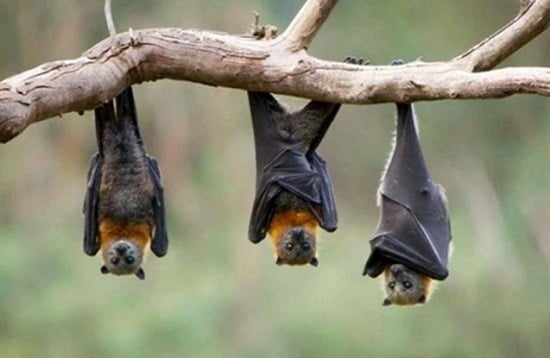 يوم تقدير الخفافيش