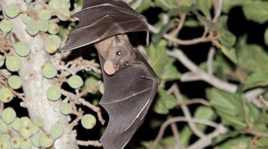 اليوم العالمى لتقدير الخفافيش