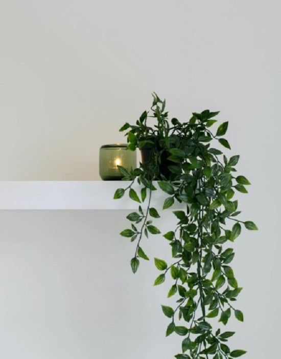 فوائد النباتات المنزلية