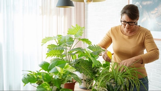 فوائد النباتات