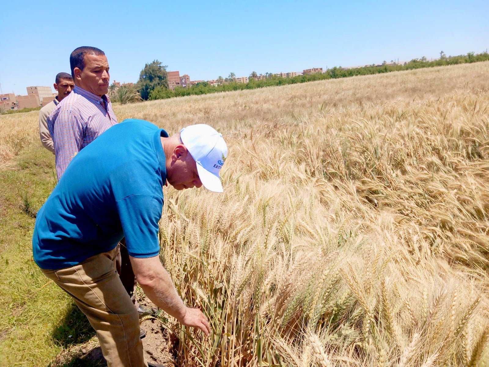 زراعات القمح بأسيوط