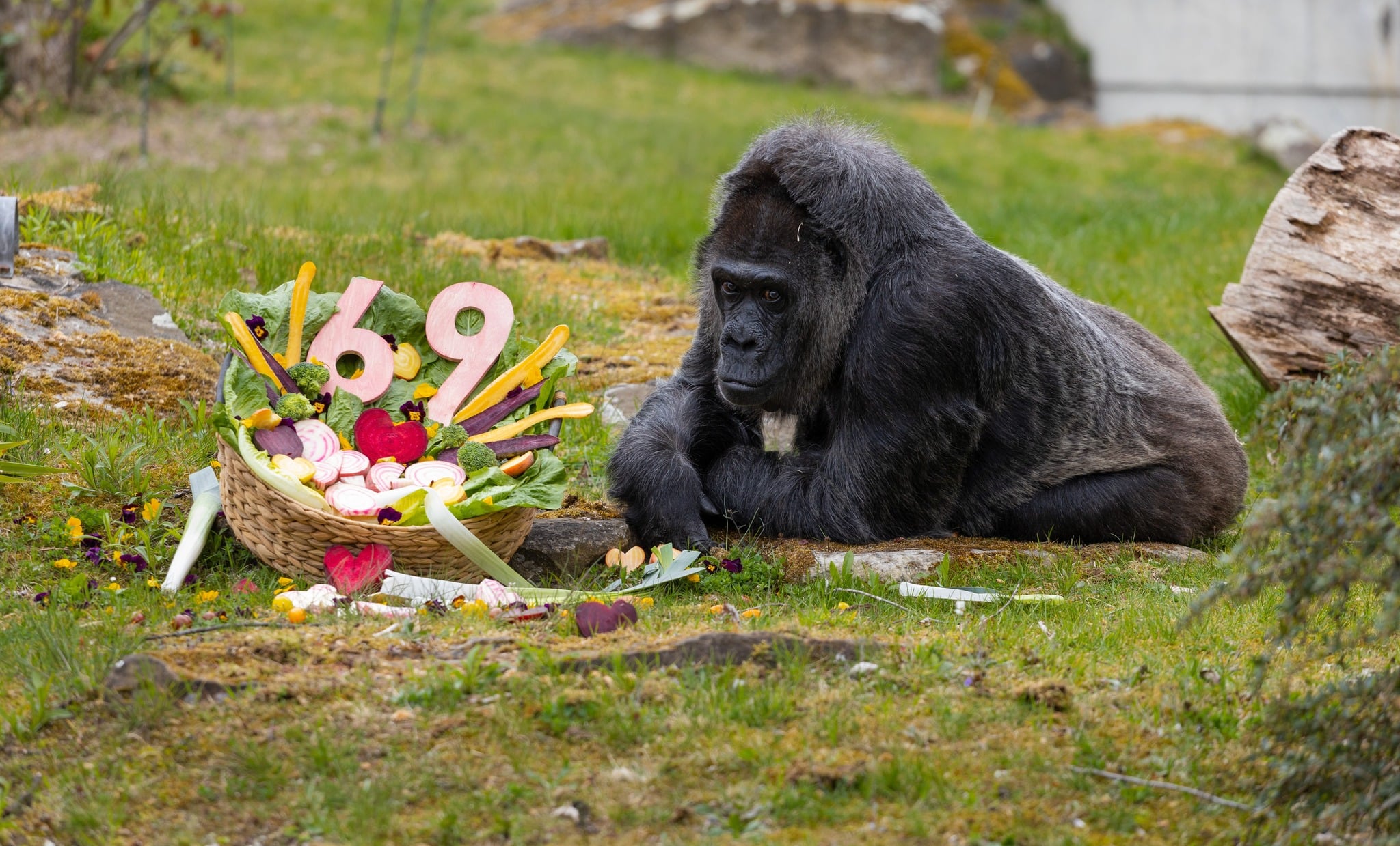 فاتو تحتفل بعيد ميلادها