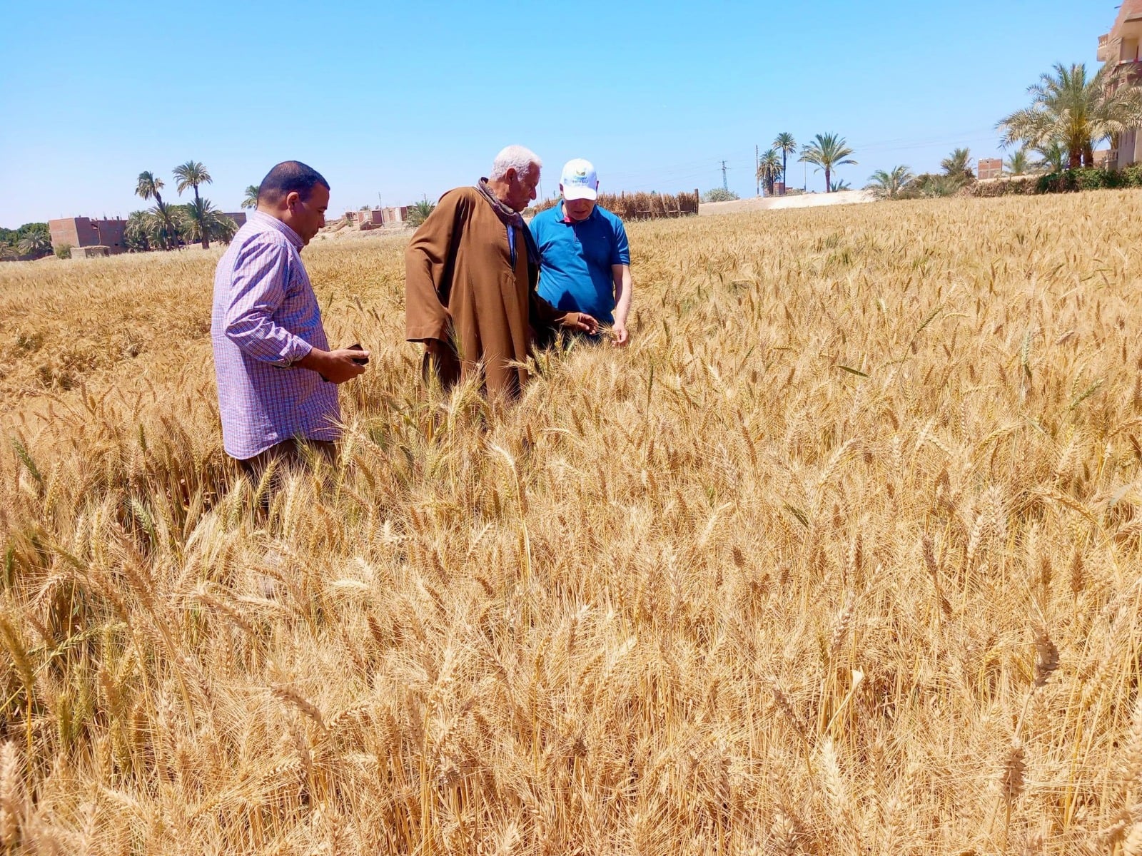 محصول القمح