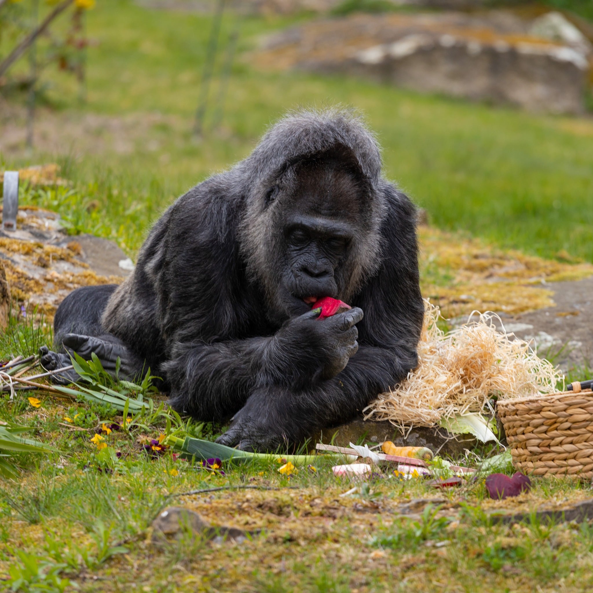 أكبر غوريلا في العالم