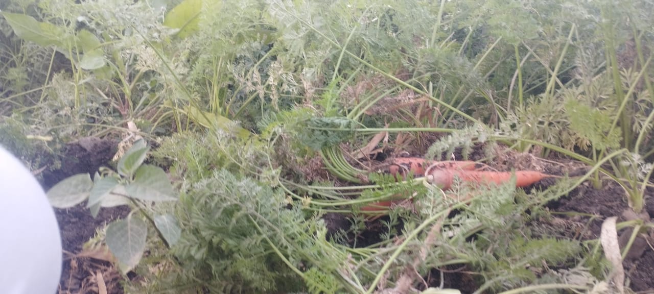 موسم الجزر الأصفر فى المنيا