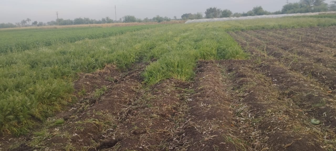 حصاد الجزر الأصفر