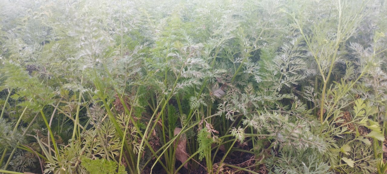 محصول الجزر الأصفر فى المنيا