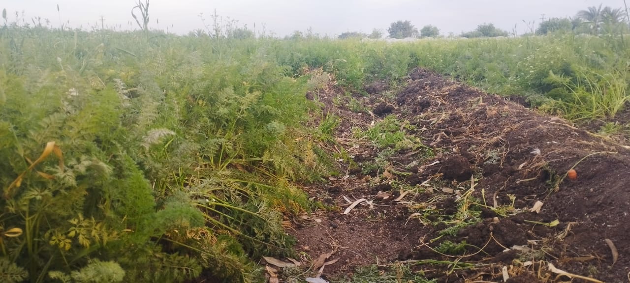 محصول الجزر الأصفر