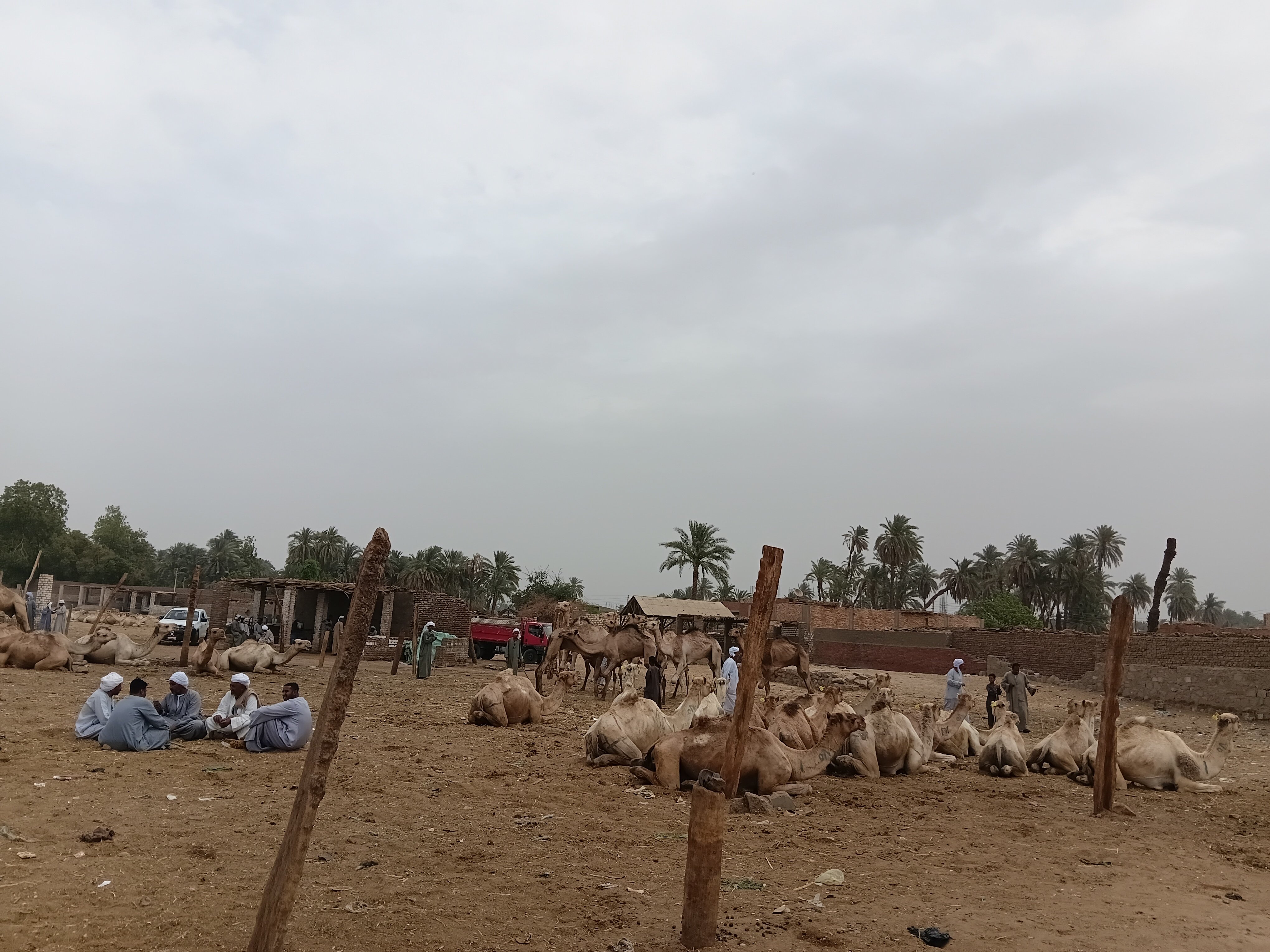 جانب من سوق الجمال