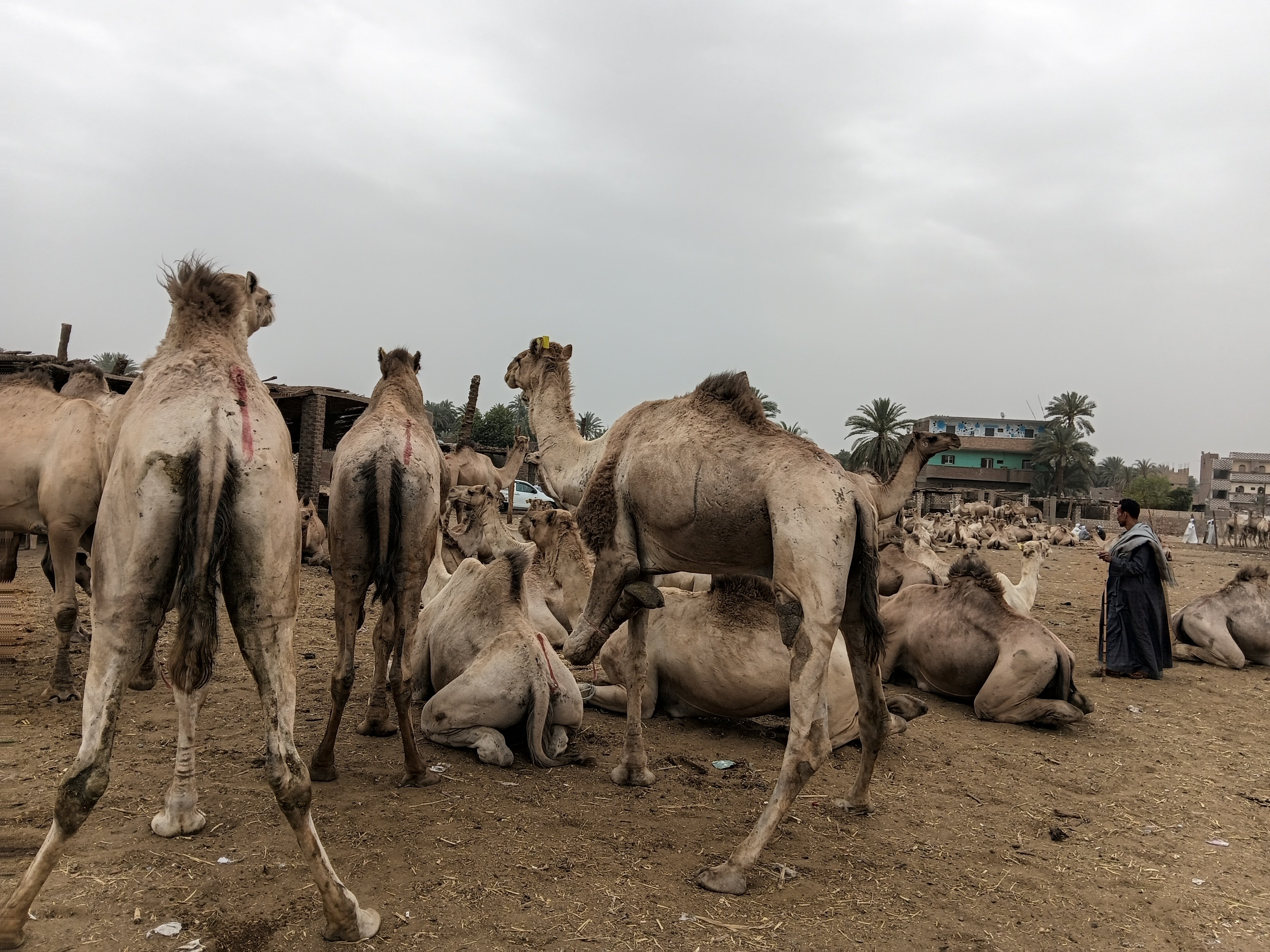 مزادات بيع وشراء الجمال