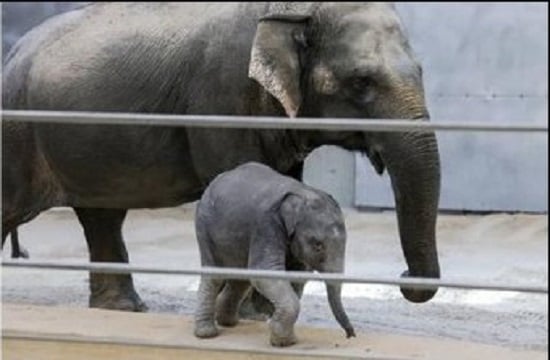 تعاطف السوشيال ميديا مع فيلة