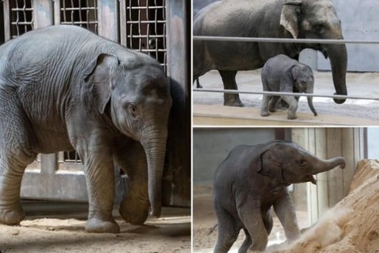 فيلة تثير تعاطف السوشيال ميديا